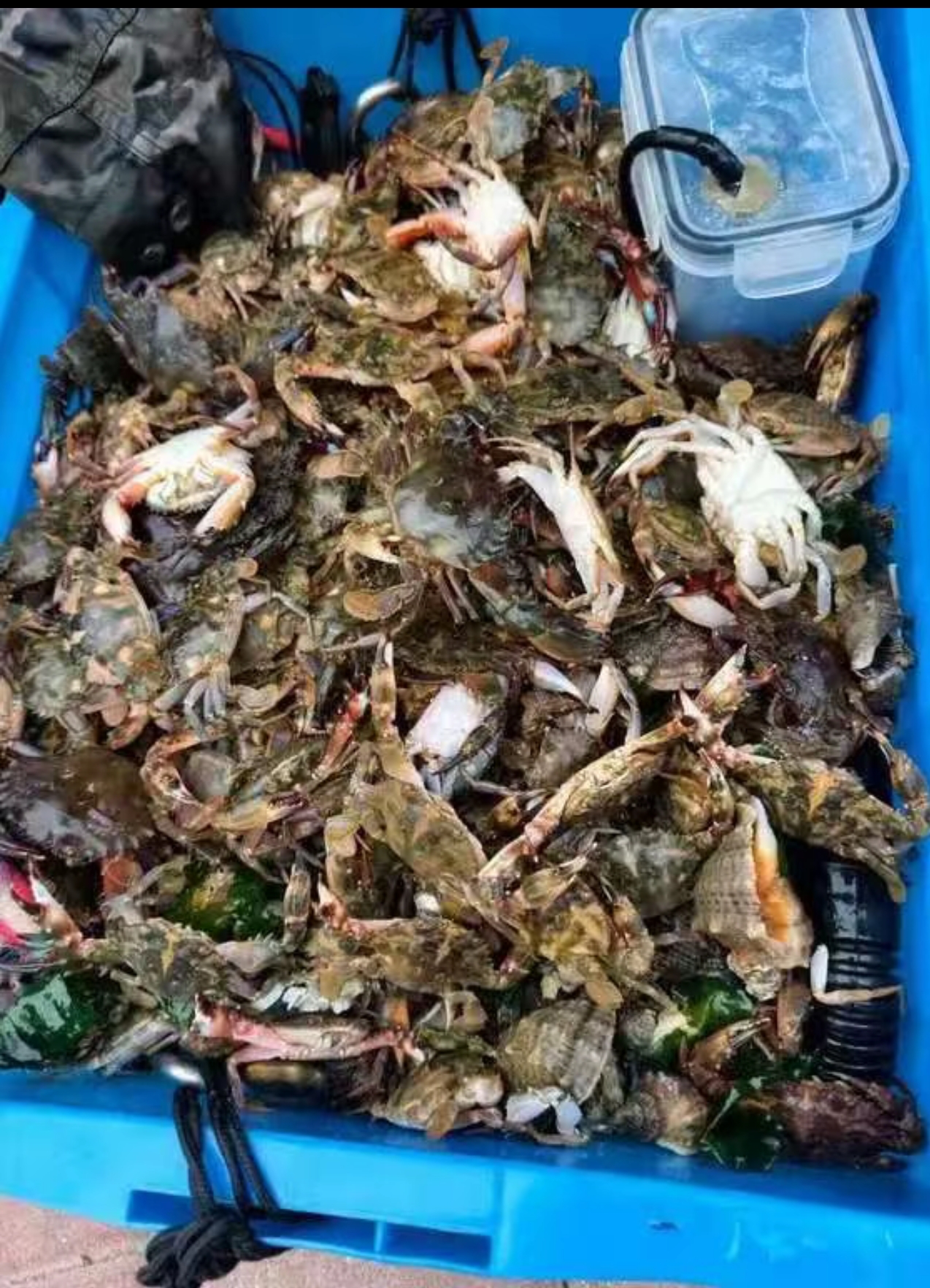 青岛赶海渔获实拍：一筐螃蟹加海螺